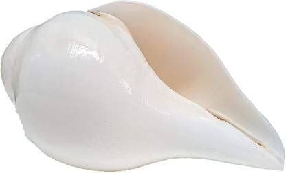 Original Lakshmi Sangu Conch Shell Shankh for Pooja | Blowing Shankh (White) – Medium Size | 12 cm Length & 18 cm Round