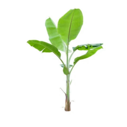 PlantaZee Live Kela/Banana Plant for Puja/Worship With Pot