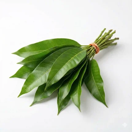 Fresh Mango Leaves (Aam Patra) for Pooja, Toran, Kalash Decoration & Temple Rituals – Premium Devotional Leaves