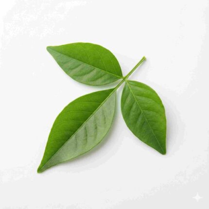 Fresh Bel Patra (Bilva Leaves) for Shiva Pooja, Rudrabhishek & Temple Rituals – Premium Devotional Leaves