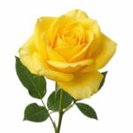 Fresh Rose Flowers for Pooja, Temple Offerings & Decoration – Premium Quality (Yellow)