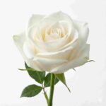Fresh White Rose Flower for Pooja, Temple Offerings, Spiritual Rituals & Decoration – Premium Quality (Single Stem)