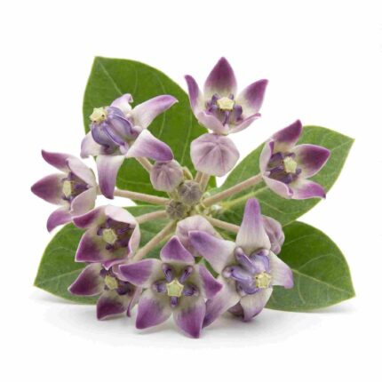 Fresh Akanda Flowers (Aak/Calotropis) for Pooja, Shiva Worship & Temple Rituals – Premium Devotional Flowers