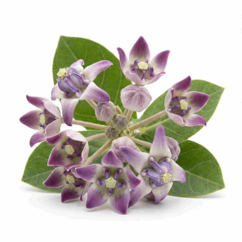 Fresh Akanda Flowers (Aak/Calotropis) for Pooja, Shiva Worship & Temple Rituals – Premium Devotional Flowers