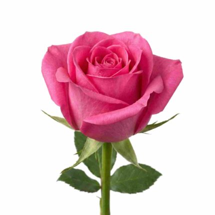 Fresh Rose Flowers for Pooja, Temple Offerings & Decoration – Premium Quality (Pink)