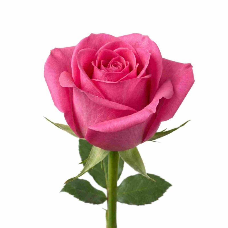 Fresh Rose Flowers for Pooja, Temple Offerings & Decoration – Premium Quality (Pink)