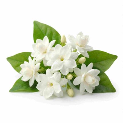 Fresh Jasmine Flowers (Mogra) for Pooja, Temple Offerings & Spiritual Rituals – Premium Fragrant Flowers