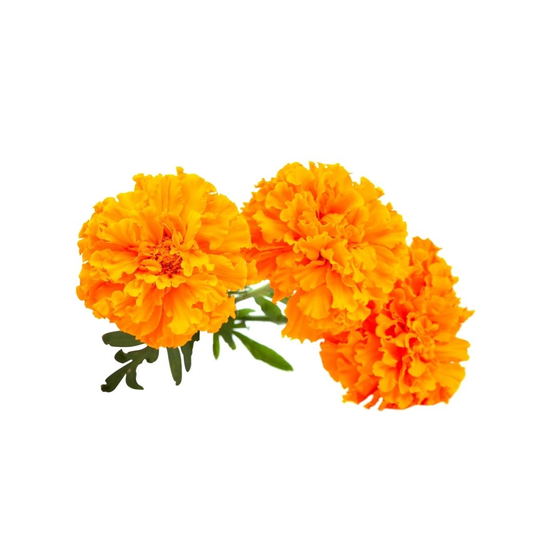 Genda flower Fresh Genda Marigold Flowers for Pooja, Decoration, Temple Use and Festival Rituals – Premium Quality (Loose Flowers)