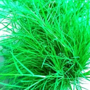 Dev Poojan Fresh Durva Grass (Garike) – 100g | Ideal for Ganesh Puja, Havan, Festivals & Auspicious Ceremonies