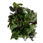 dev poojan tulsi leaf