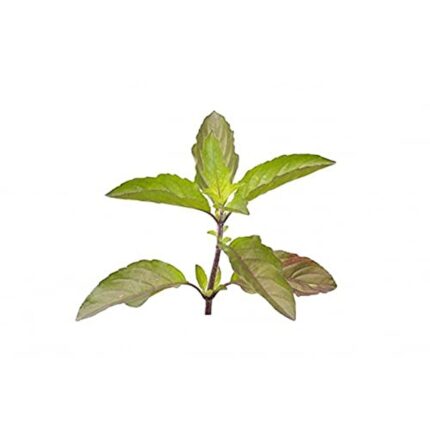 dev poojan tulsi leaf