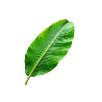 Banana Leaf